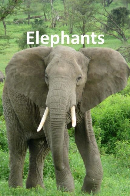 Elephants